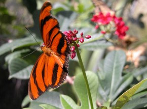 Butterfly Farm - Accommodation Australia